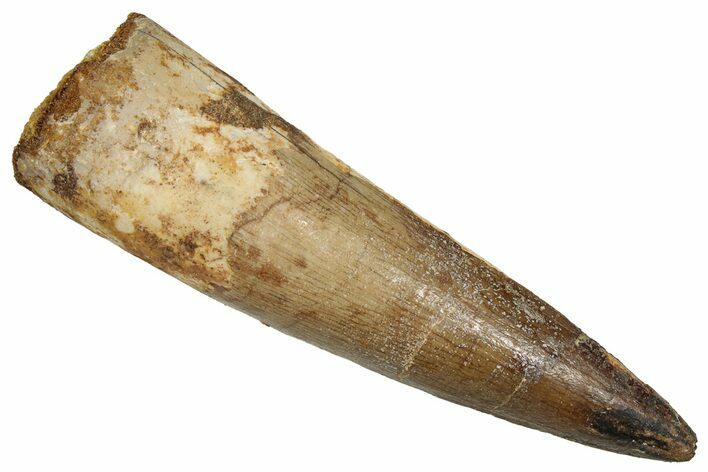 Fossil Spinosaurus Tooth - Real Dinosaur Tooth #356812